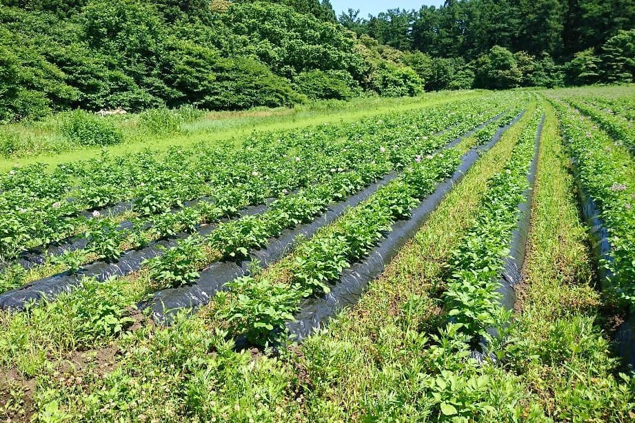 六戸農場(青森県)